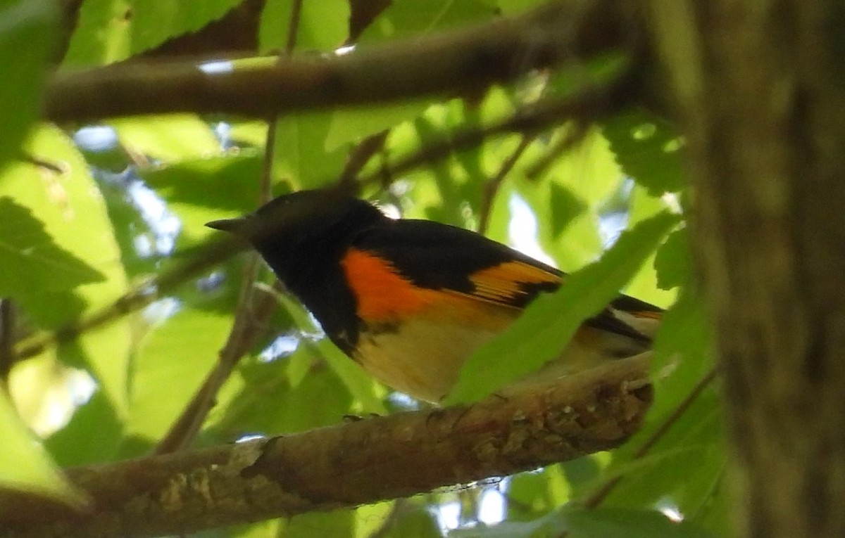 American Redstart - ML617379994