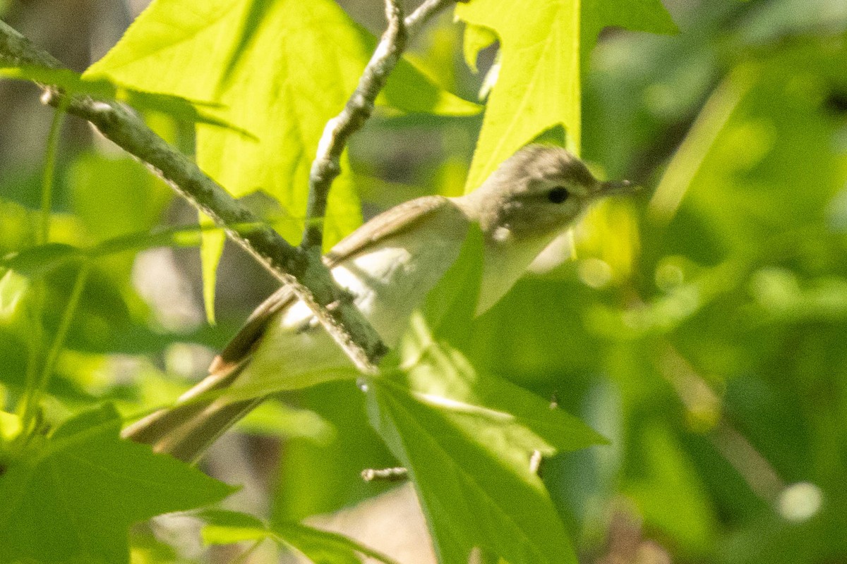 Warbling Vireo - Jack Rogers