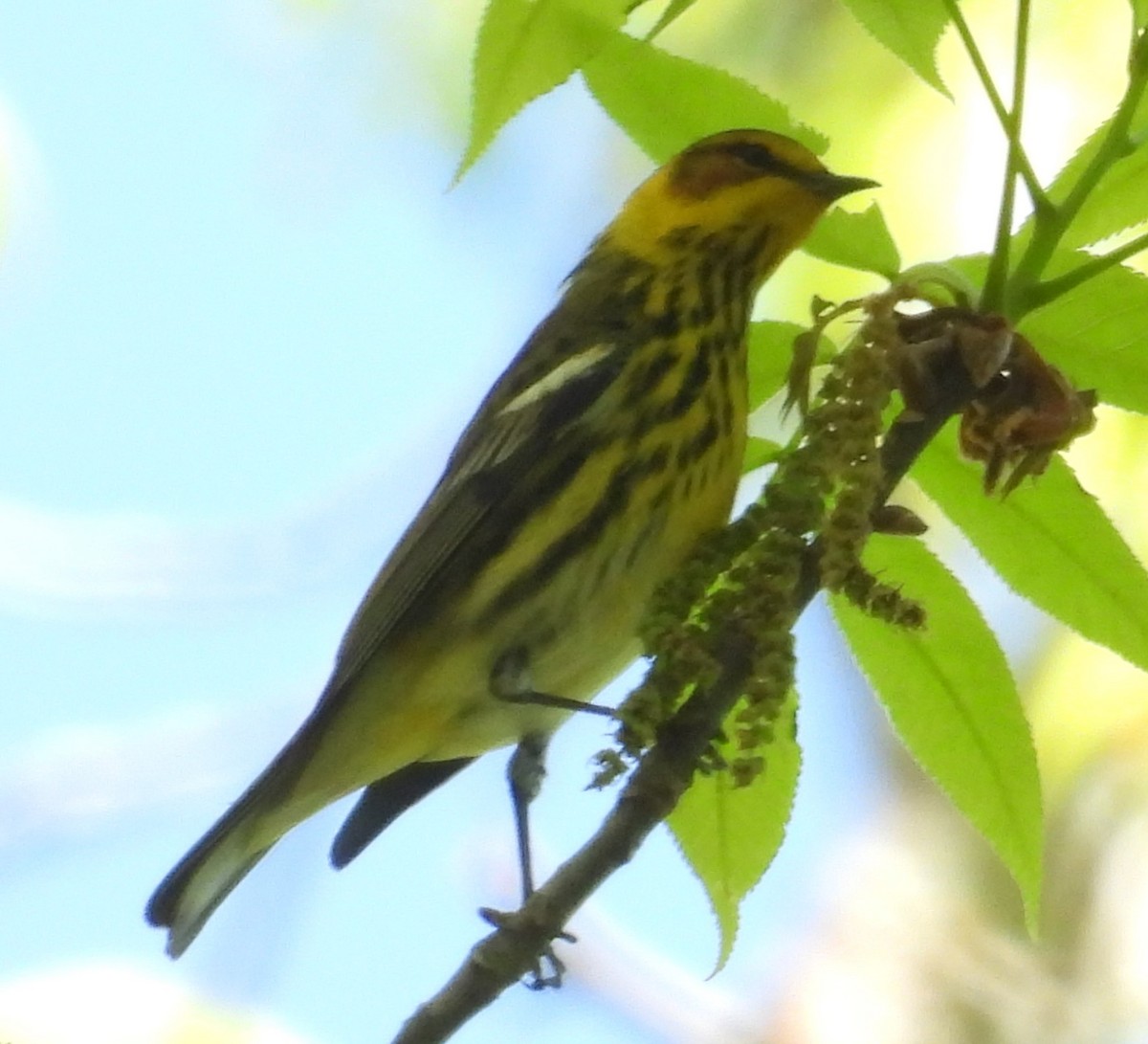 Cape May Warbler - ML617380002