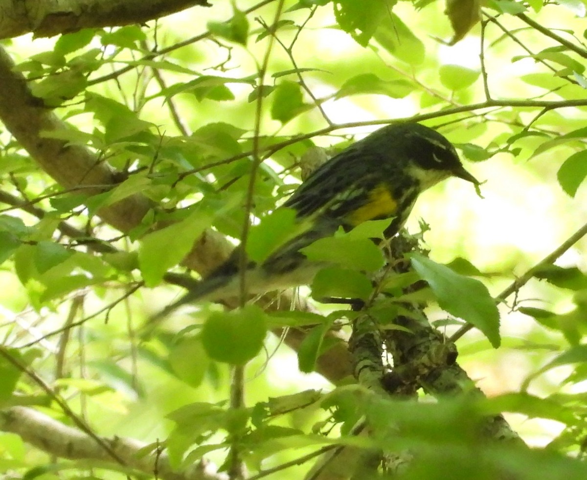 Yellow-rumped Warbler - ML617380006