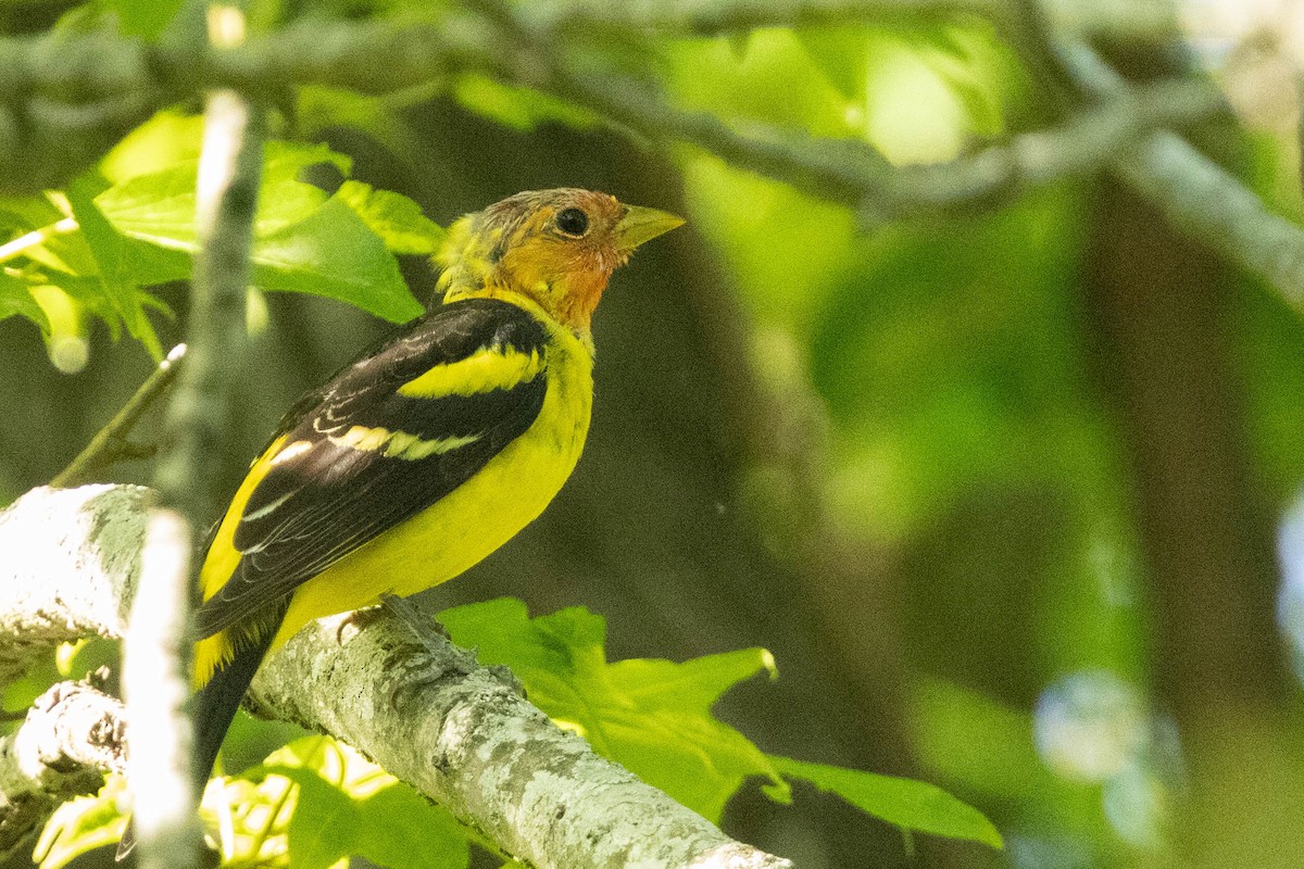 Western Tanager - Jack Rogers