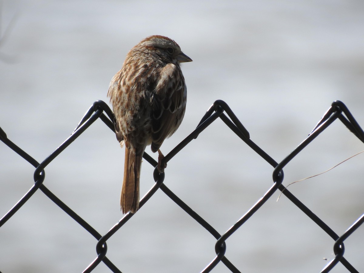 Song Sparrow - ML617380035