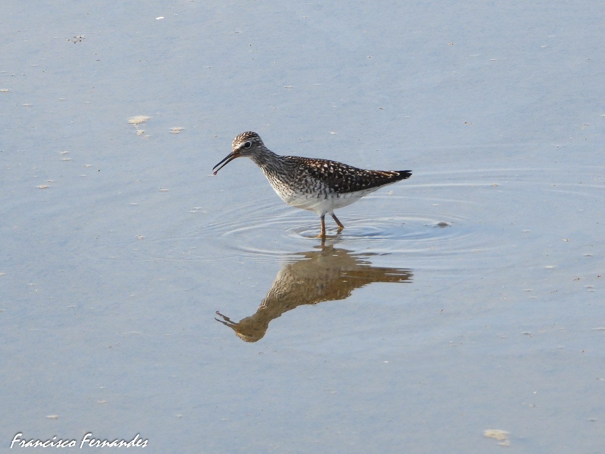 Wood Sandpiper - ML617380042