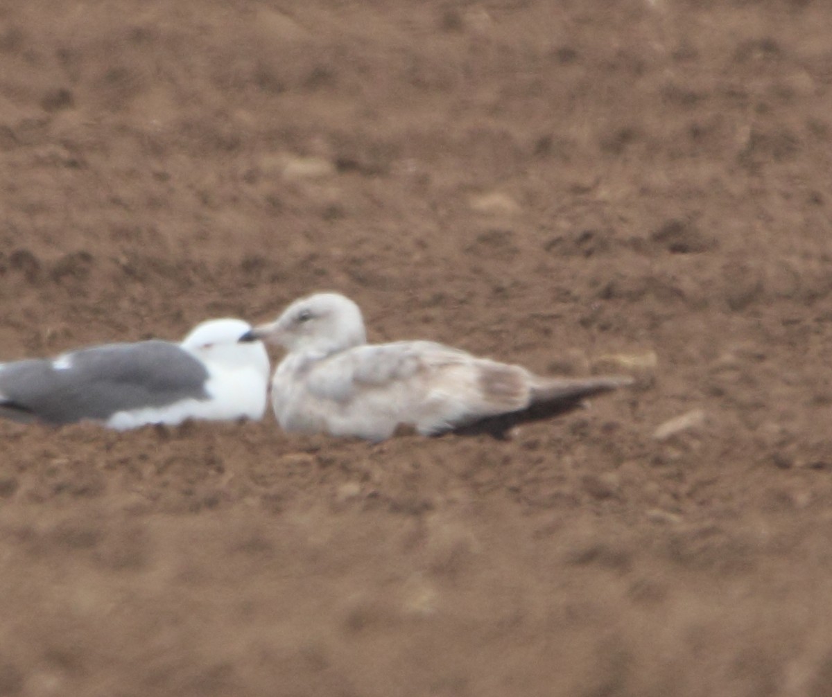 American Herring Gull - Pablo Miki Garcia Gonzalez