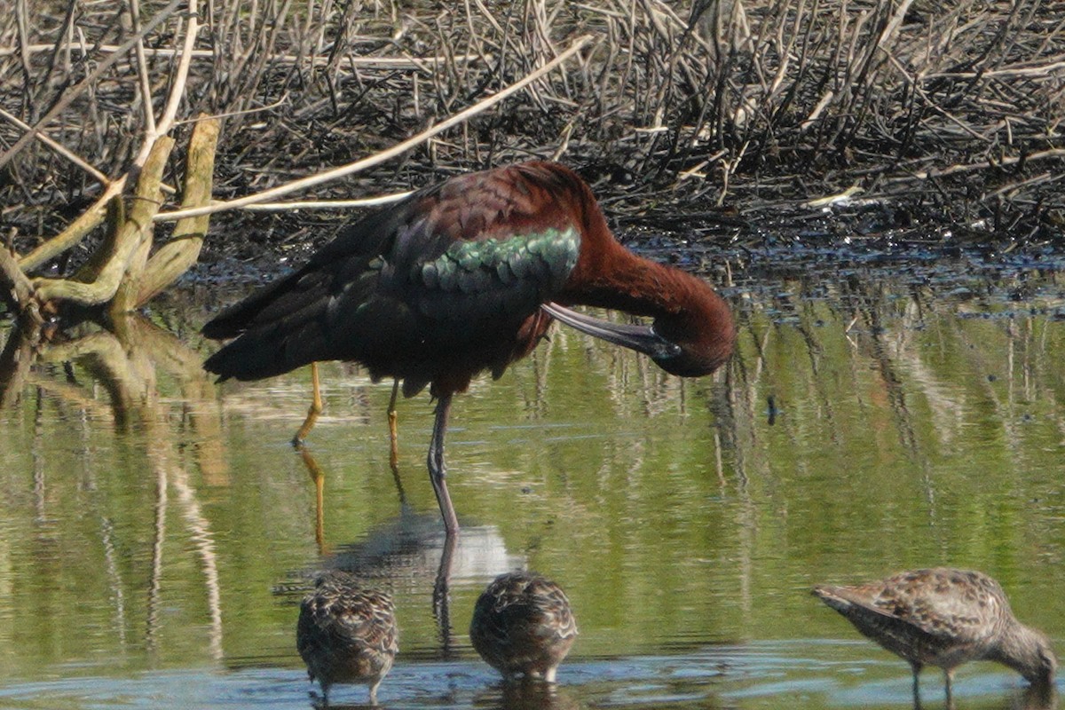 Glossy Ibis - ML617380050