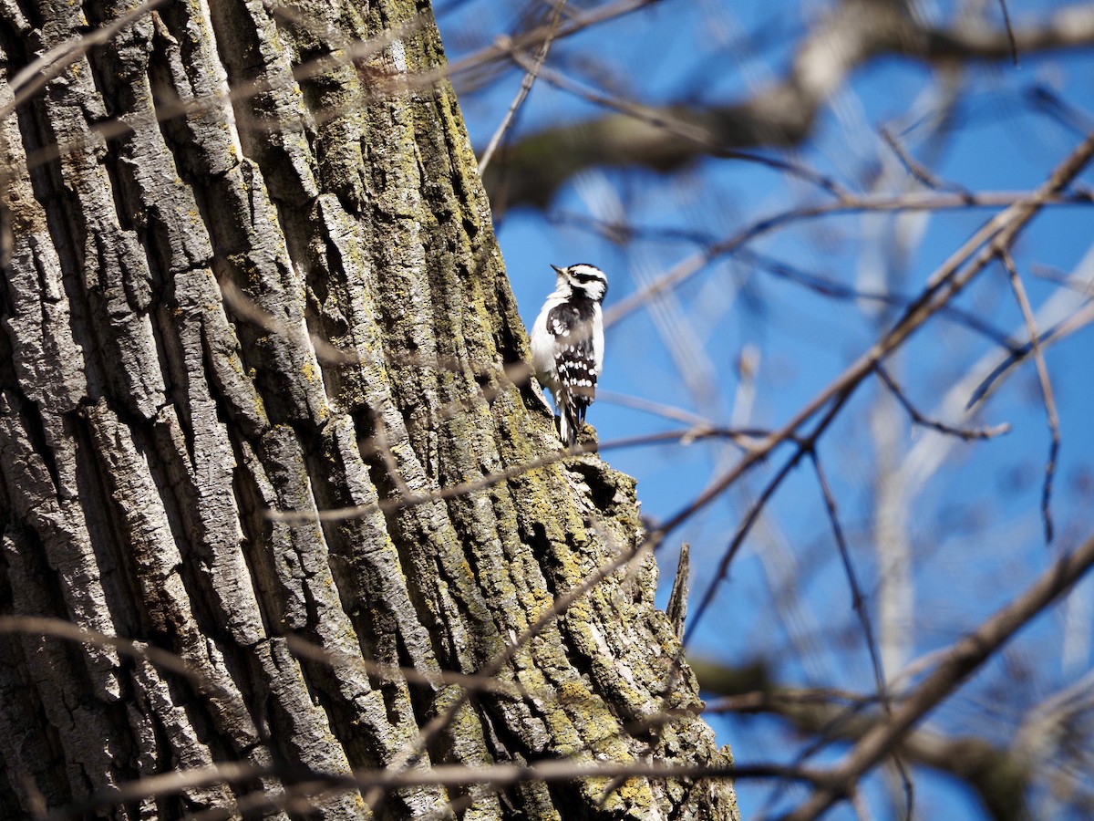 Downy Woodpecker - ML617380055