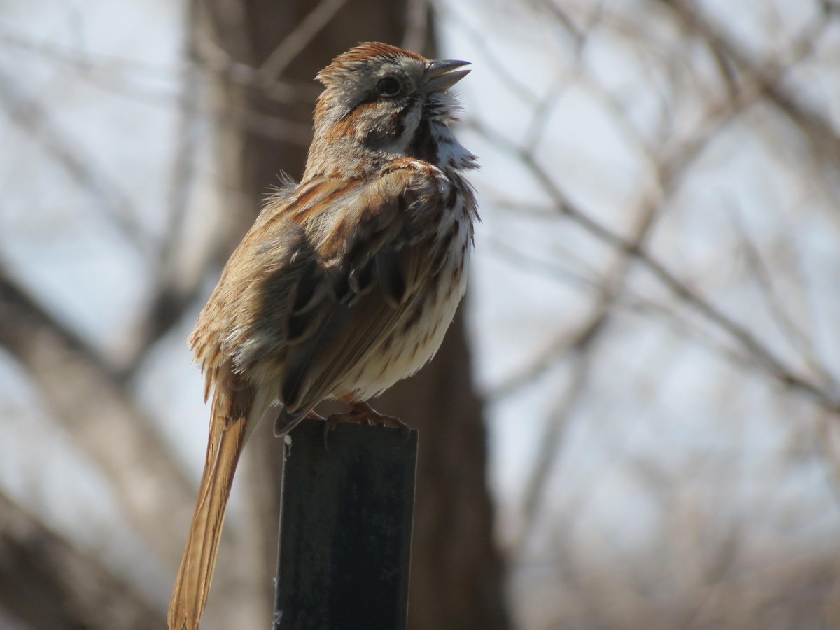 Song Sparrow - ML617380074