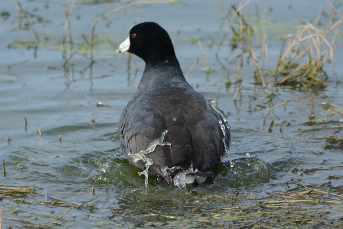 American Coot - Cathy Pasterczyk