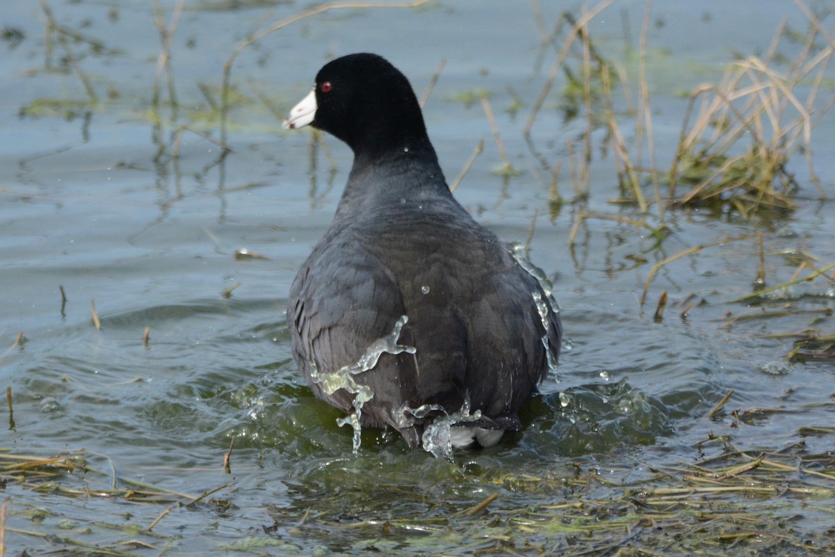 American Coot - ML617380127