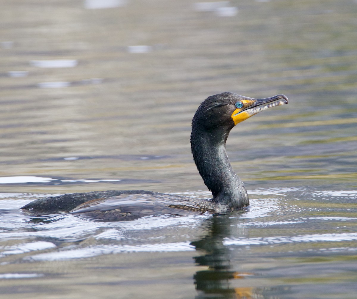 Double-crested Cormorant - ML617380169