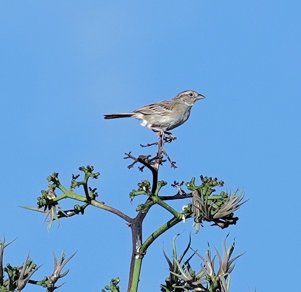 Grassland Sparrow - Joey Kellner