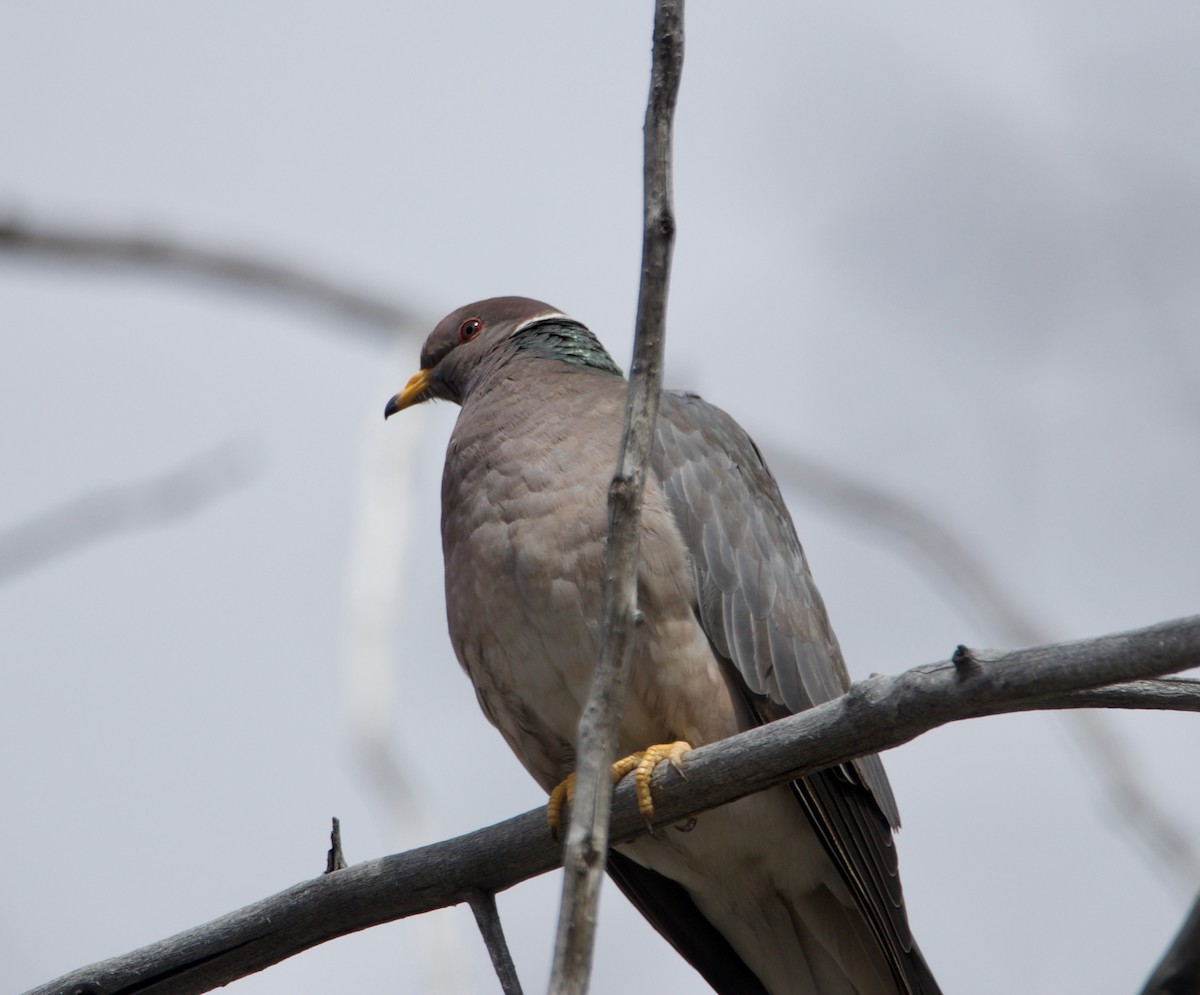 Band-tailed Pigeon - ML617380228