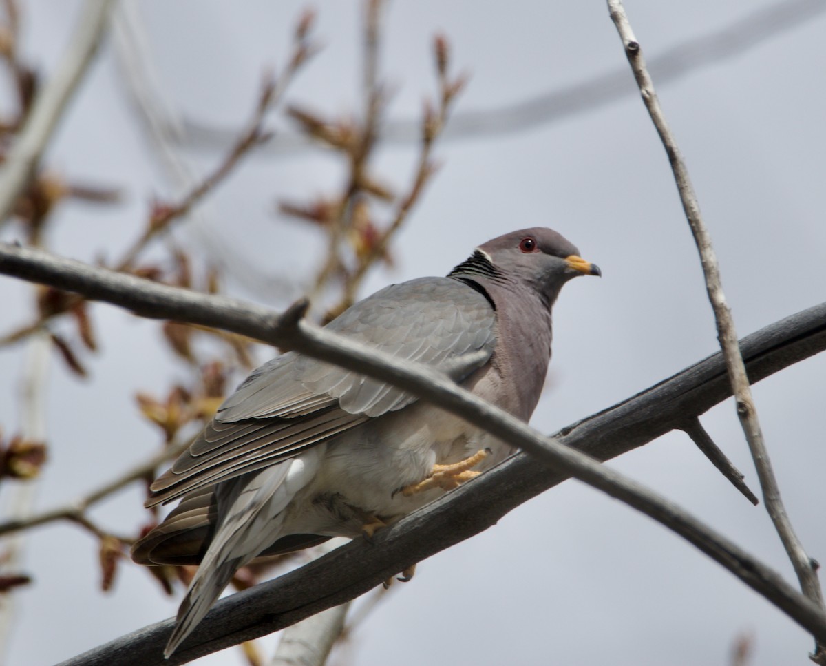 Band-tailed Pigeon - ML617380229