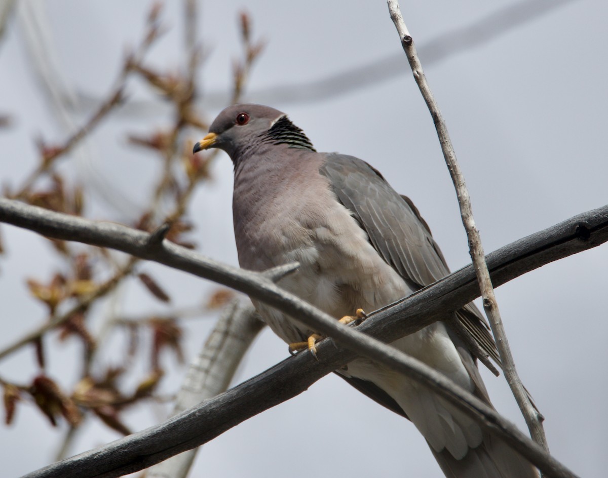 Band-tailed Pigeon - ML617380230