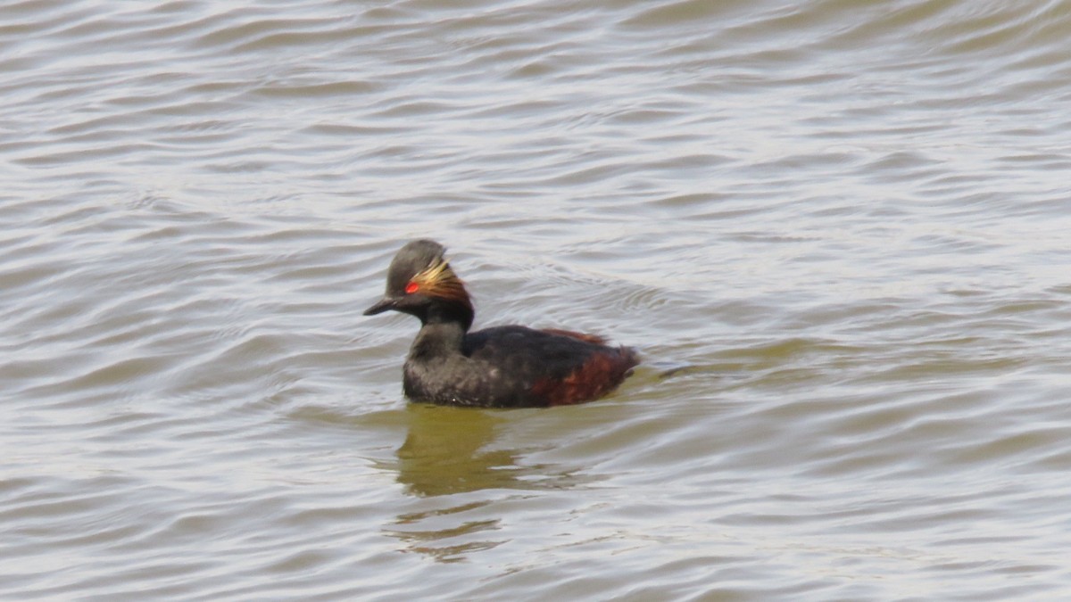 Eared Grebe - ML617380237