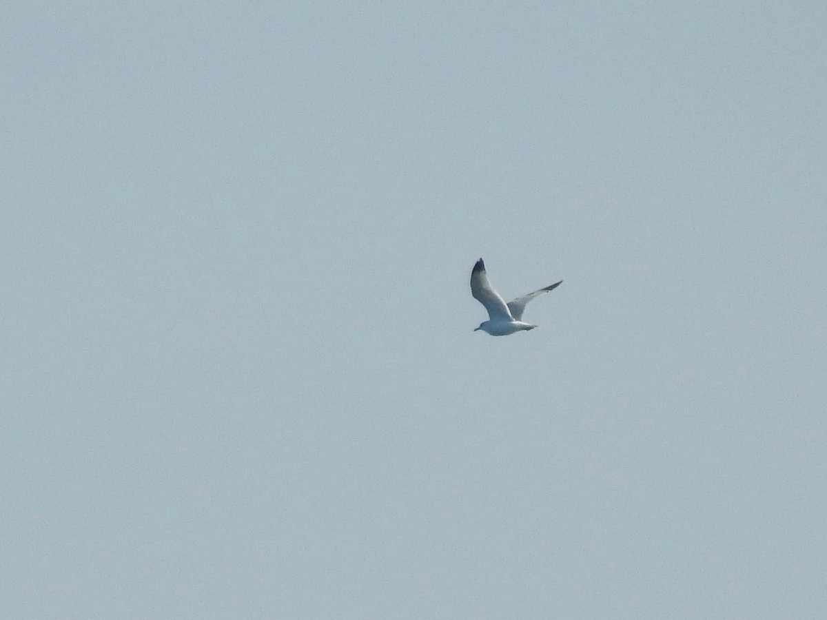 Black-legged Kittiwake - ML617380317