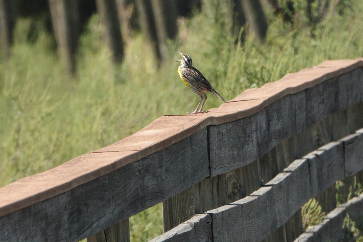 Eastern Meadowlark - Claire Herzog