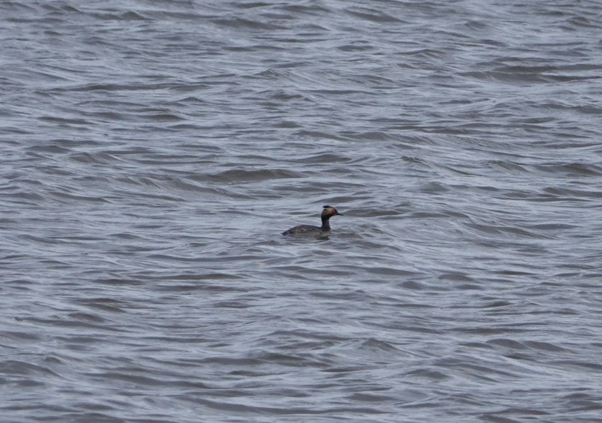 Eared Grebe - ML617380371