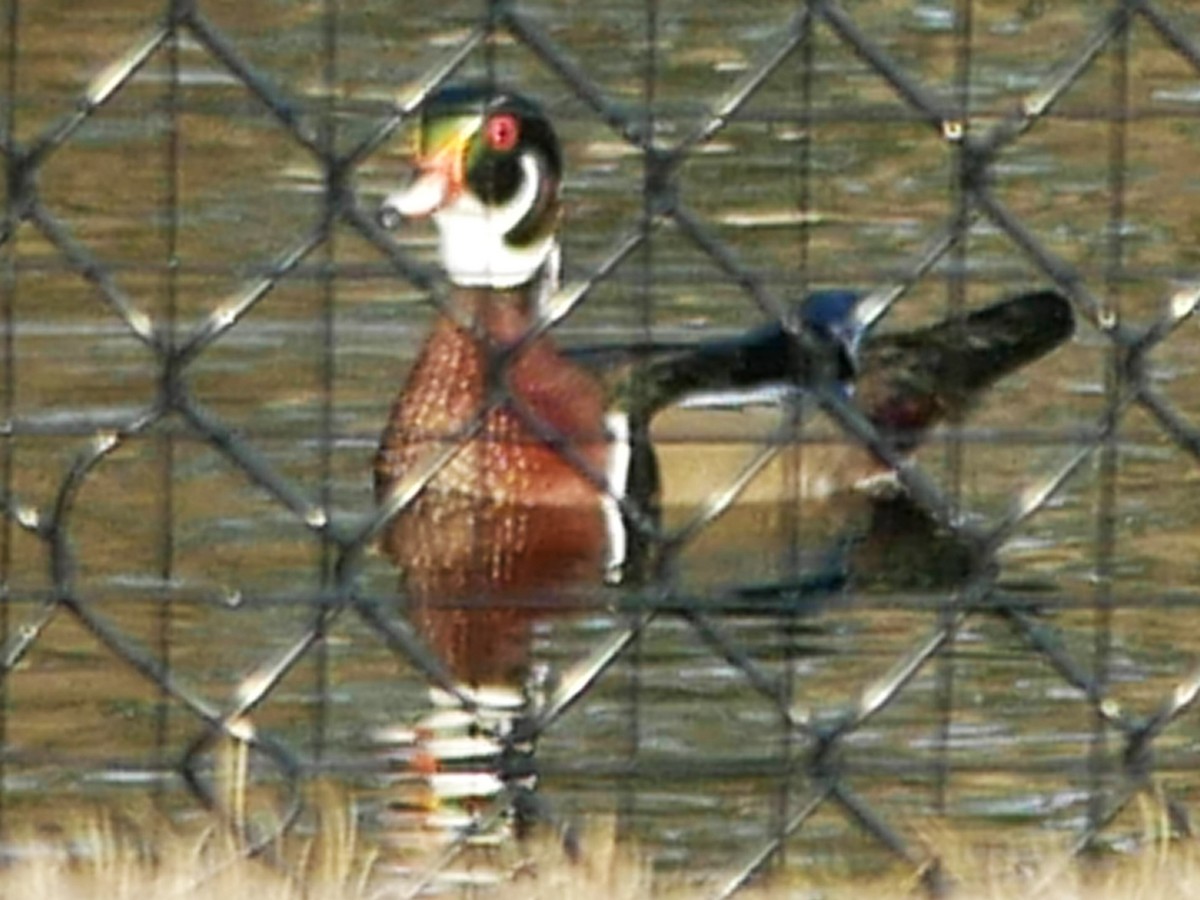 Wood Duck - ML617380404