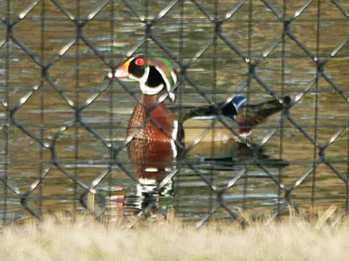 Wood Duck - ML617380422