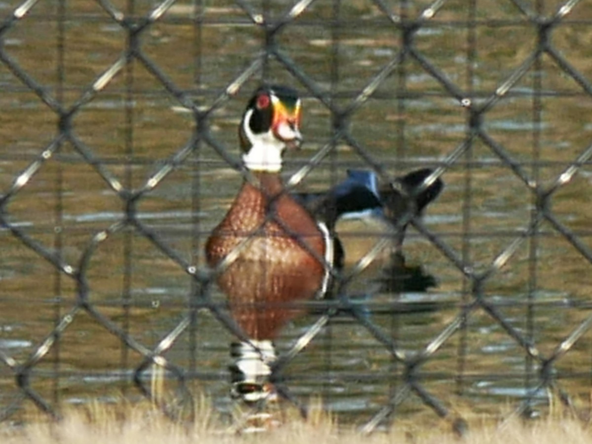 Wood Duck - ML617380457