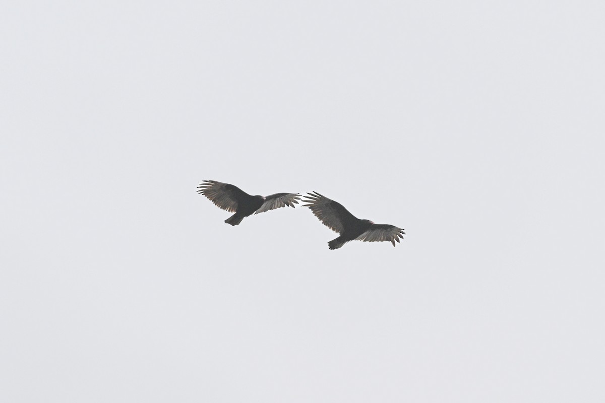 Turkey Vulture - ML617380492