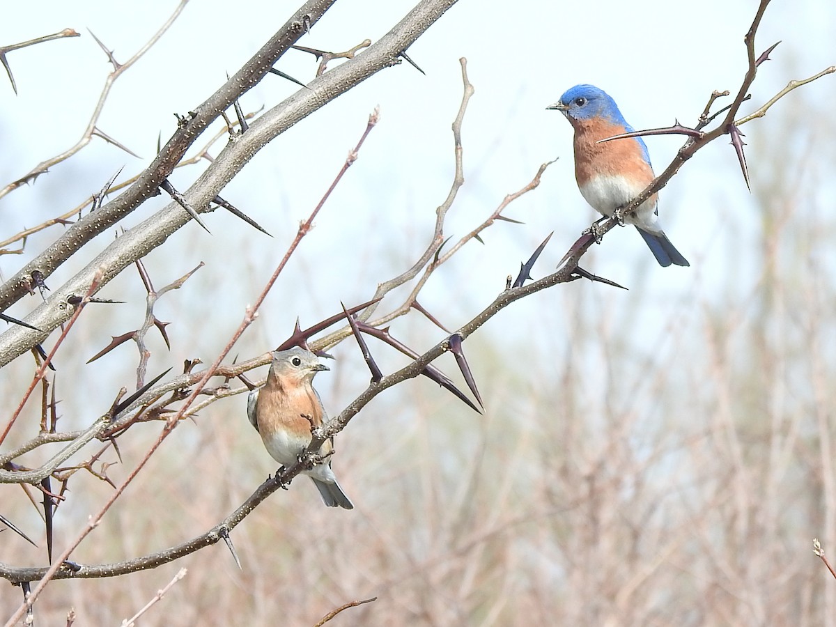 Eastern Bluebird - ML617380534