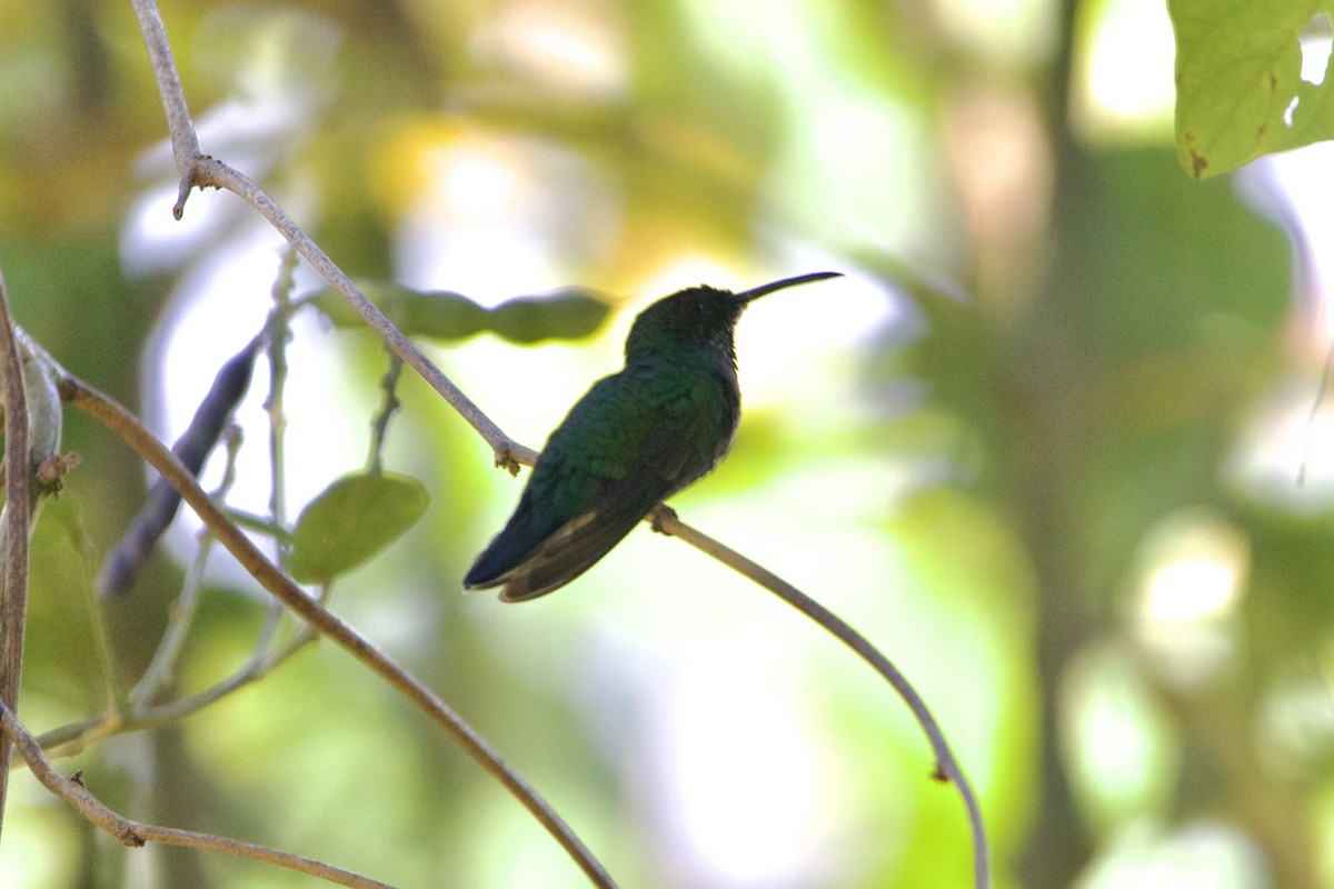 kolibřík smaragdový - ML617380537