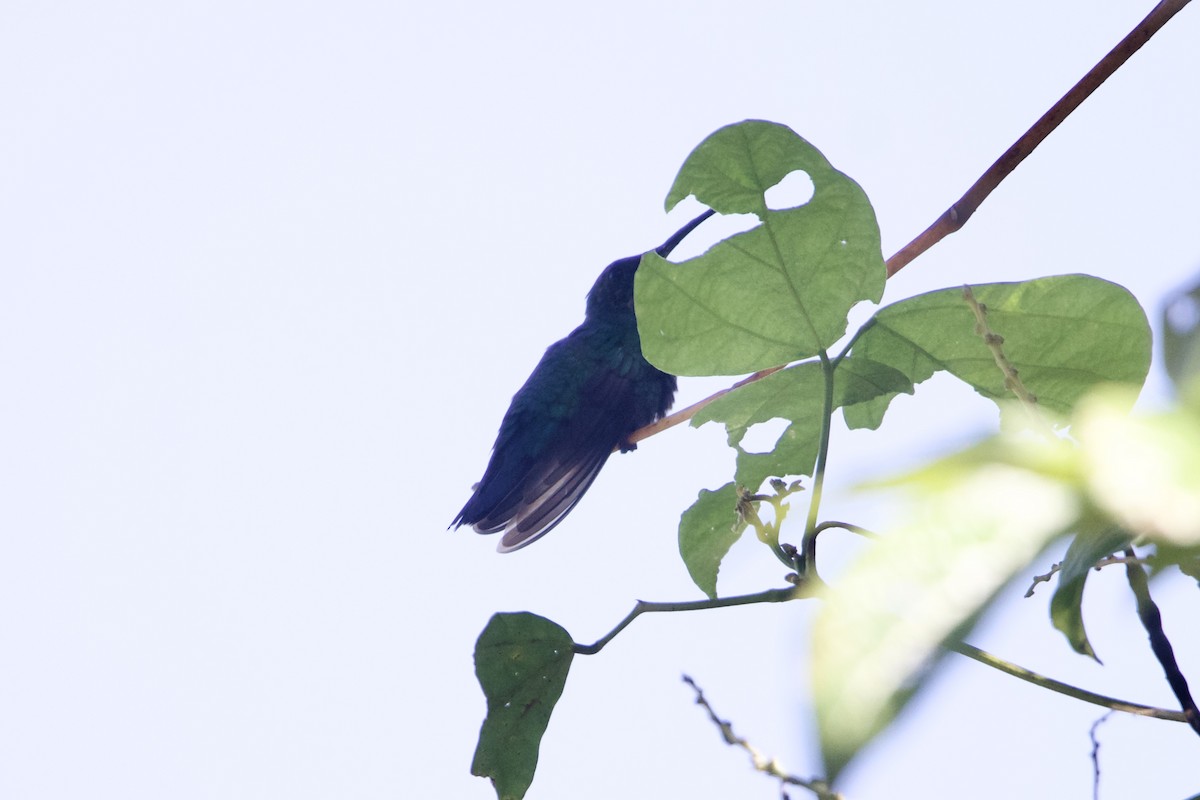 kolibřík smaragdový - ML617380538