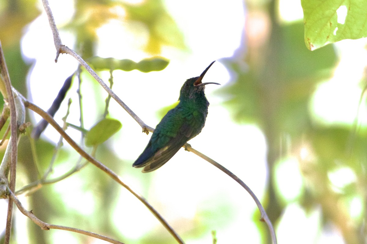 kolibřík smaragdový - ML617380539