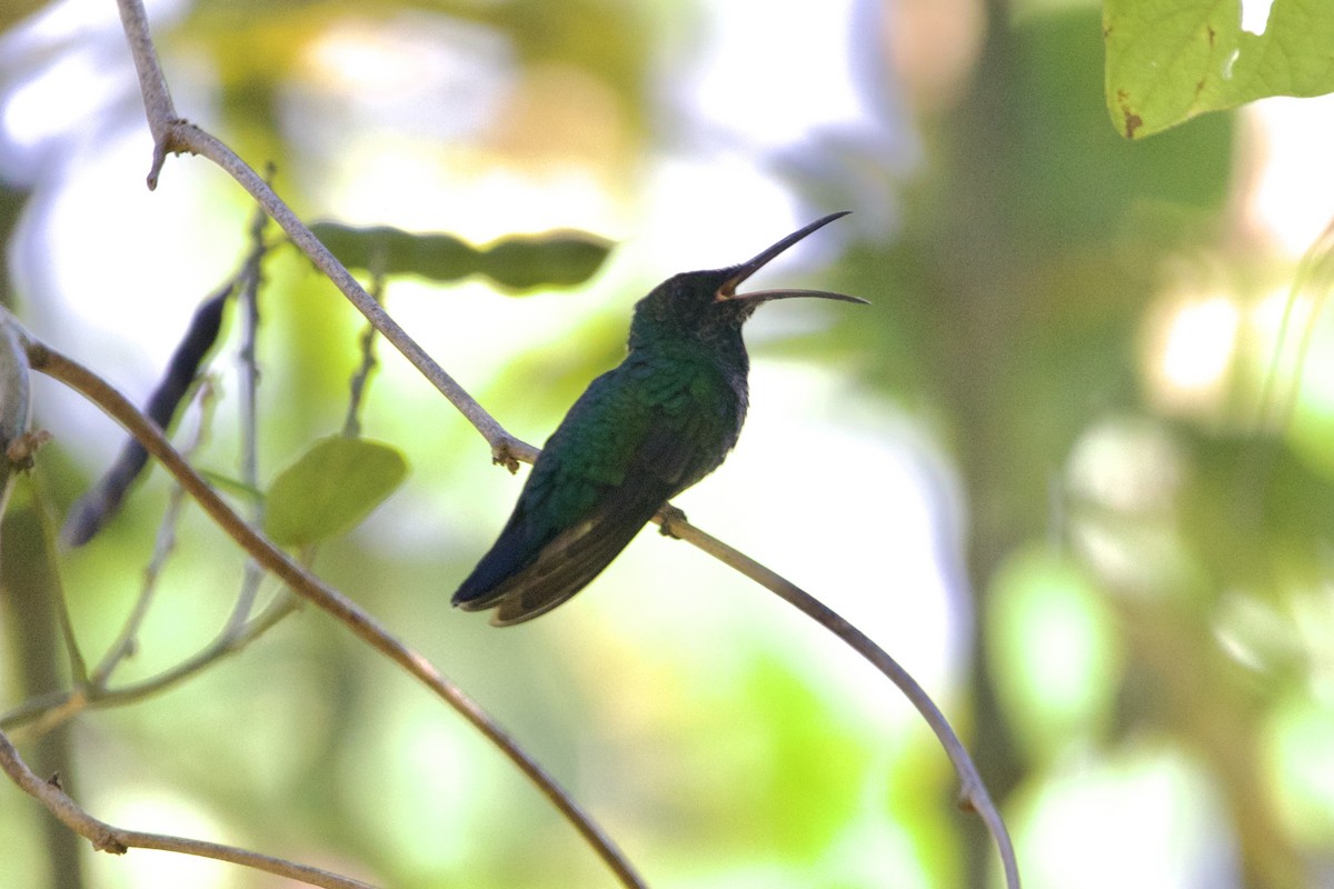 kolibřík smaragdový - ML617380540