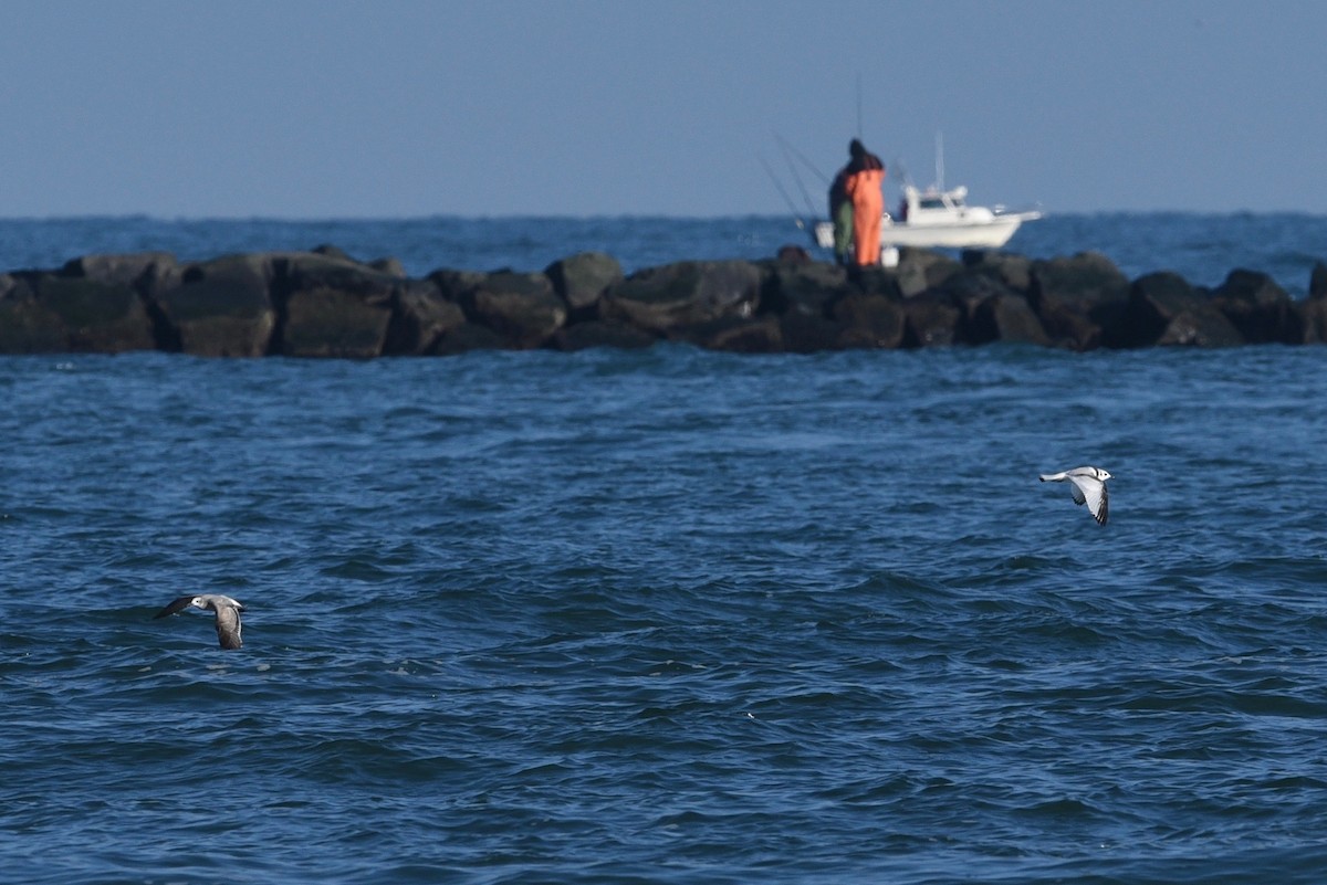 Black-legged Kittiwake - ML617380598