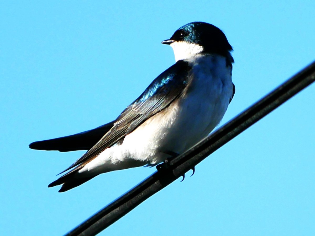 Tree Swallow - ML617380614