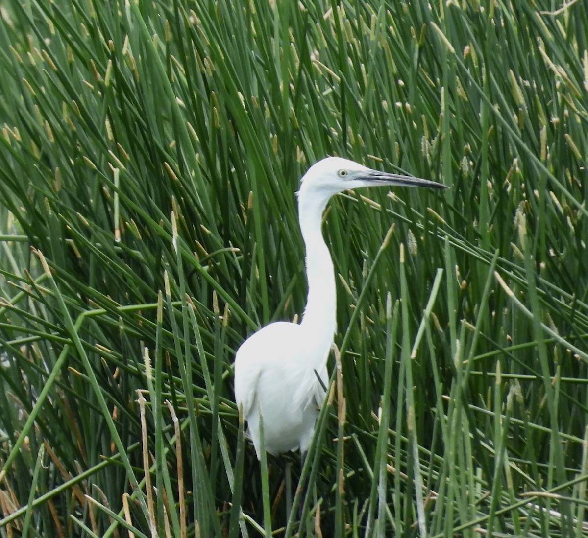 Little Egret - ML617380656