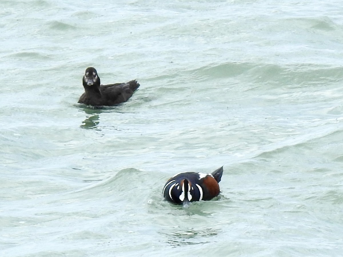 Harlequin Duck - Linda Standfield