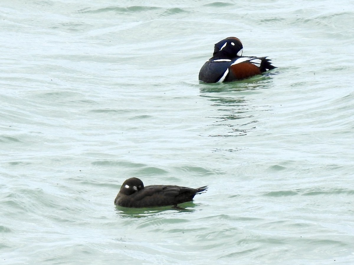 Harlequin Duck - ML617380679