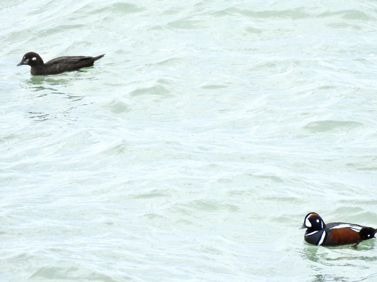 Harlequin Duck - ML617380680