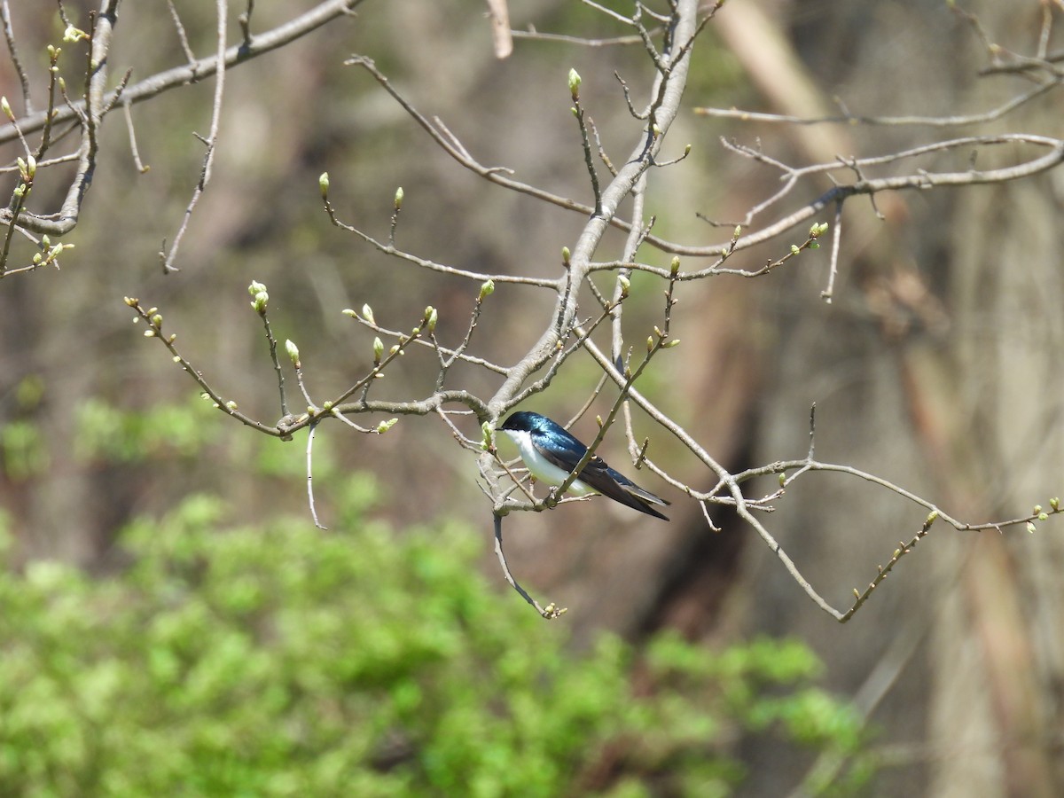 Tree Swallow - Cynthia Nickerson