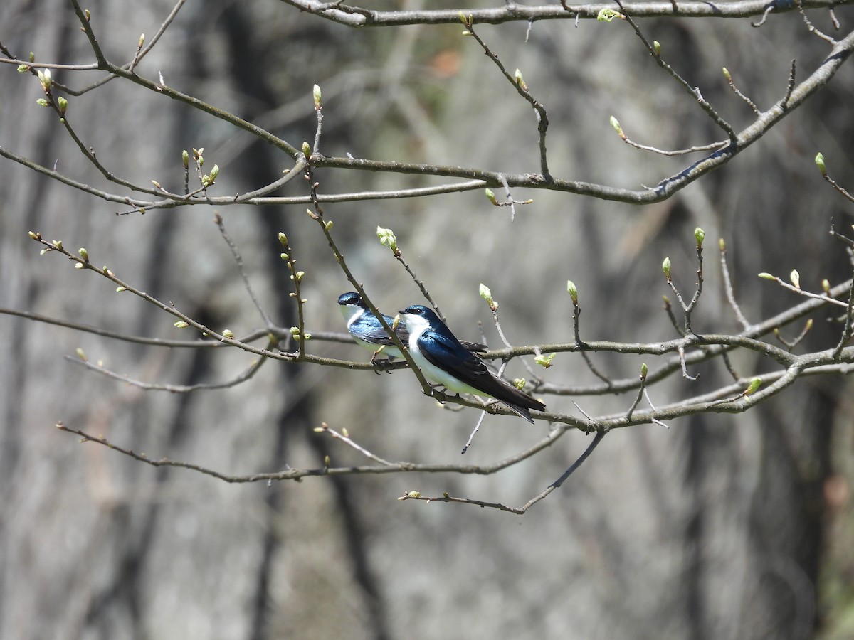 Tree Swallow - ML617380713