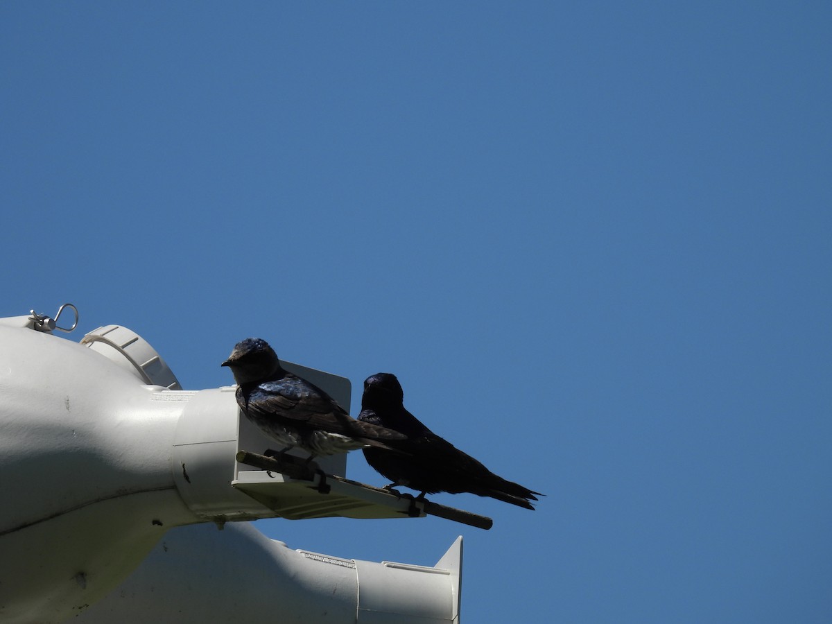 Purple Martin - Cynthia Nickerson