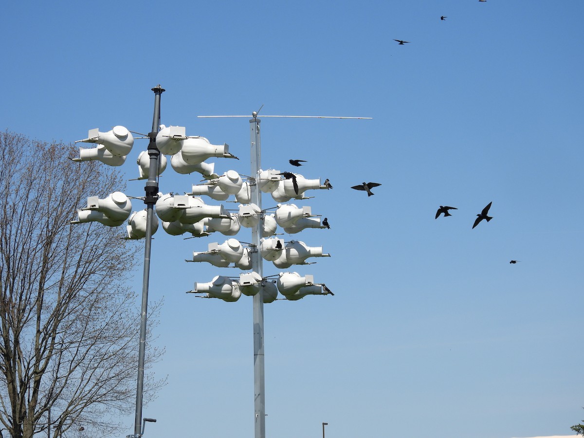 Purple Martin - Cynthia Nickerson