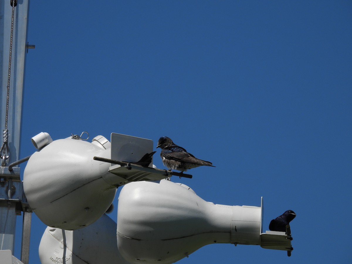 Purple Martin - Cynthia Nickerson