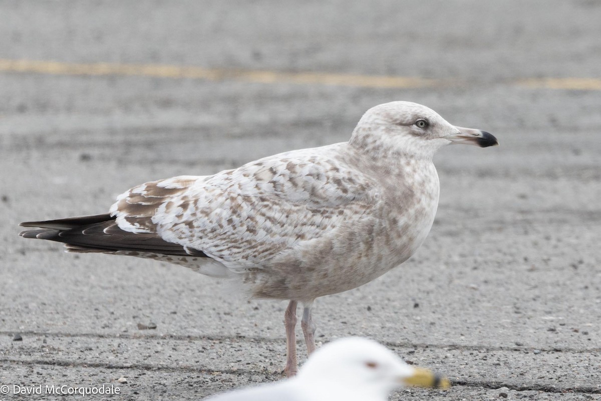 Herring Gull (American) - ML617380780