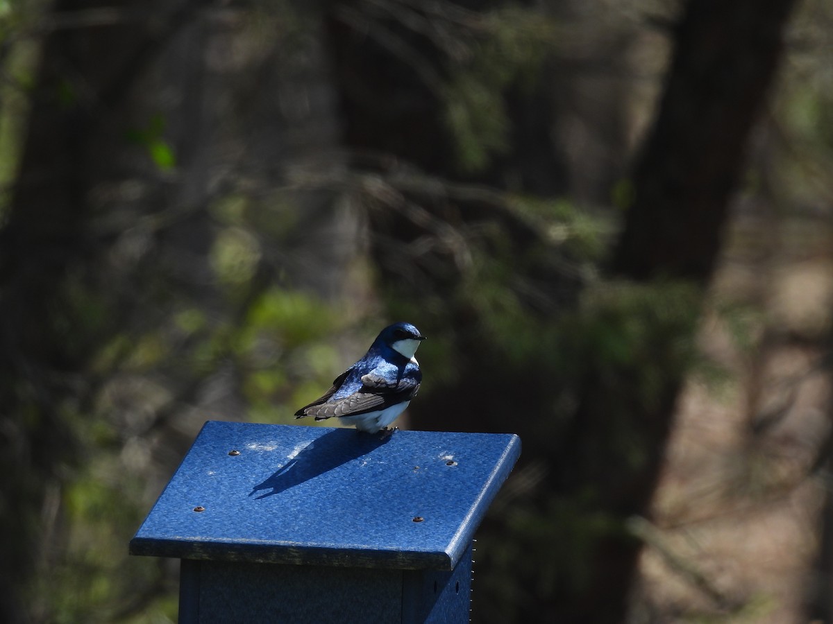 Tree Swallow - Cynthia Nickerson