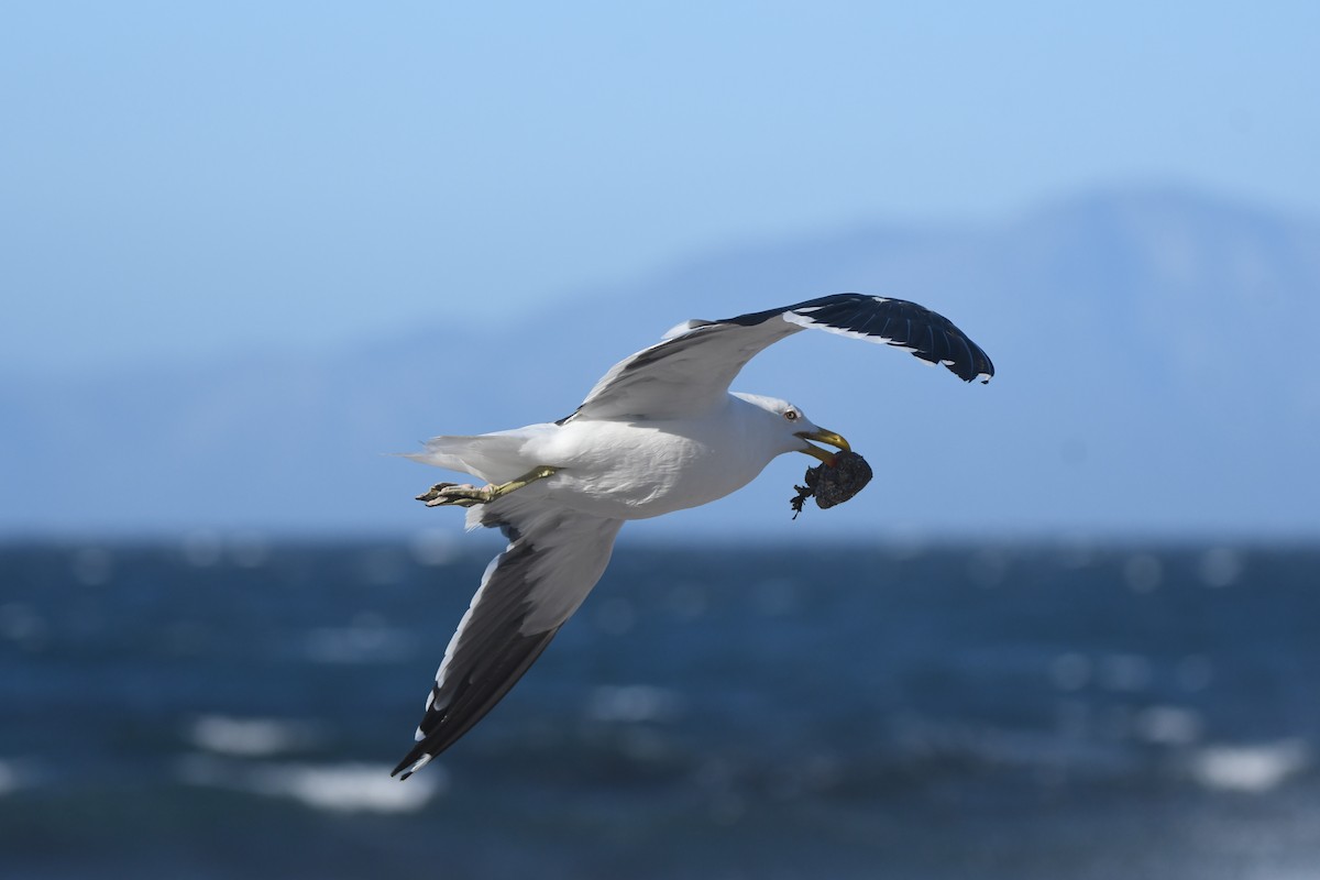 Kelp Gull (vetula) - Gabriel Jamie