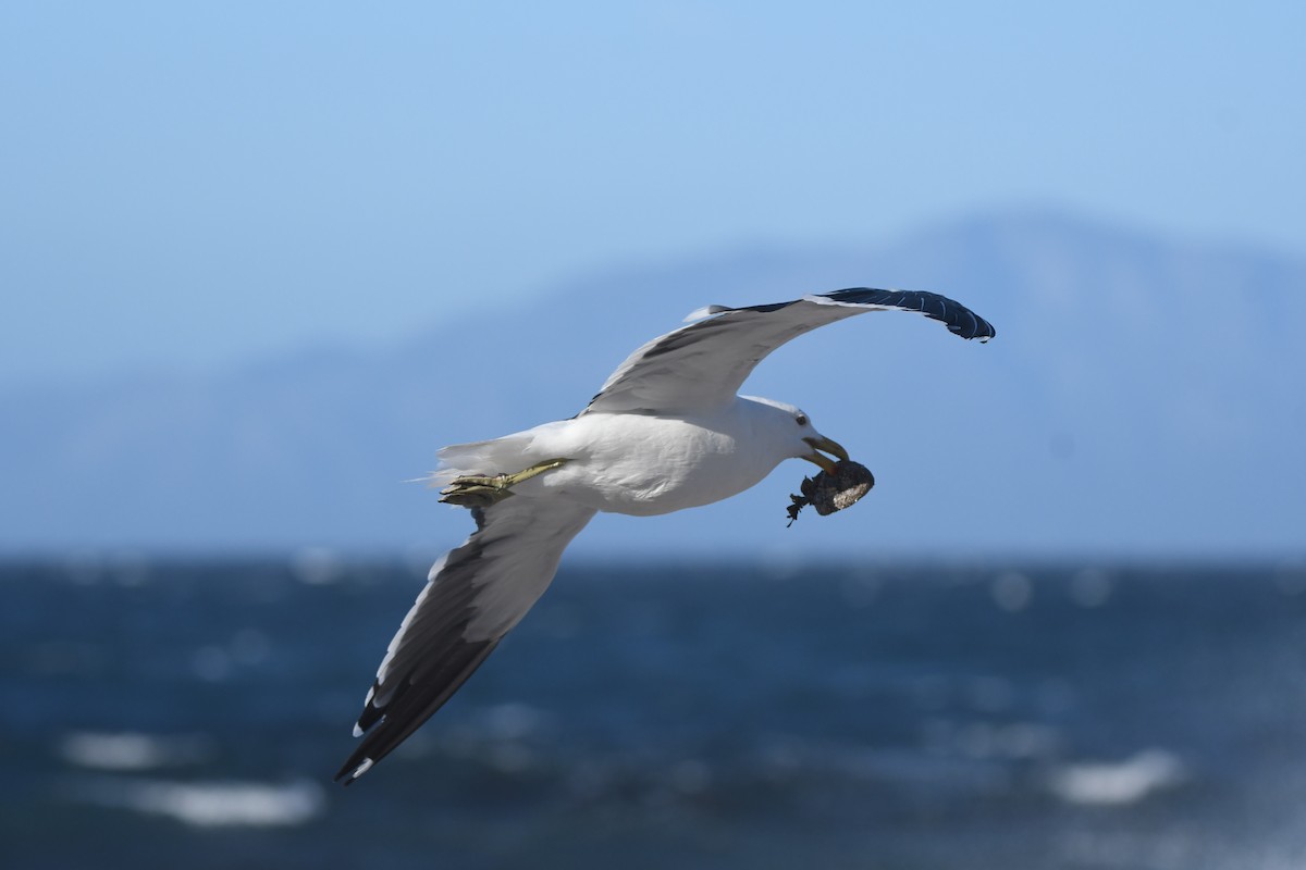 Kelp Gull (vetula) - Gabriel Jamie