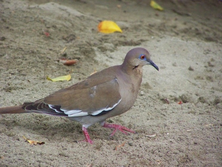 White-winged Dove - ML617380870