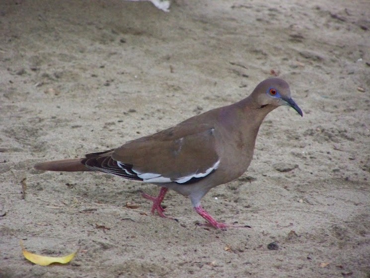 White-winged Dove - ML617380871