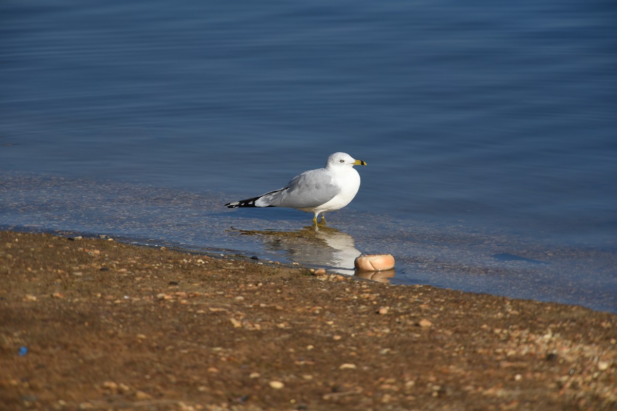 Ring-billed Gull - ML617380881