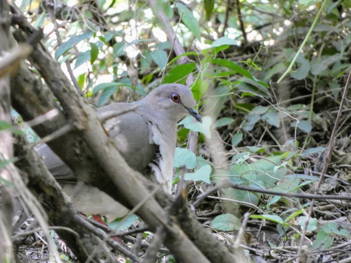 White-tipped Dove - ML617380921